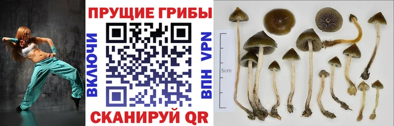 Галлюциногенные грибы ЛСД  Купить где  Светлоград 